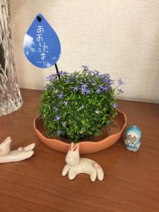 あおいたま